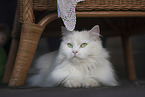 German Longhair