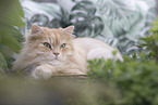 German Longhair