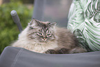 German Longhair