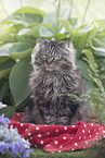 German Longhair