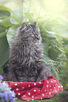 German Longhair