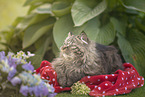 German Longhair