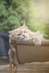 German Longhair