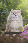 German Longhair