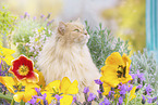 German Longhair