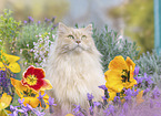 German Longhair