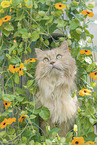 German Longhair