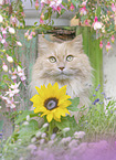 German Longhair