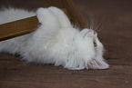German Longhair