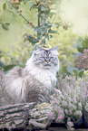 German Longhair