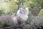 German Longhair
