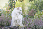 German Longhair