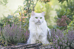 German Longhair