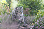 German Longhair
