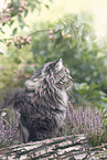 German Longhair