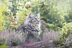German Longhair