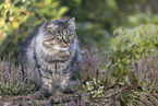 German Longhair