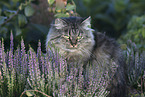 German Longhair
