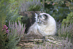 German Longhair