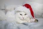 German Longhair