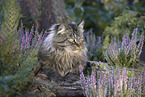German Longhair