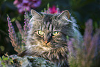 German Longhair