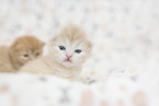 German Longhair