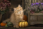 German Longhair