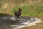 German longhaired Pointer