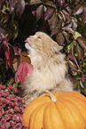 German longhair cat