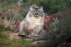 German Longhair Cat