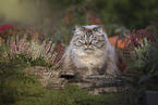 German Longhair Cat
