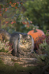 German Longhair Cat