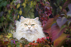 German Longhair Cat