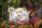 German Longhair Cat