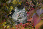 German Longhair Cat