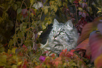 German Longhair Cat