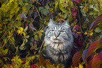 German Longhair Cat