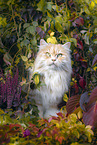 German Longhair Cat