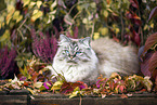 German Longhair Cat