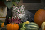 German Longhair Kitten