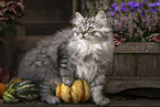 German Longhair Kitten
