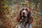 German longhair pointer
