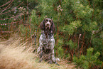 German longhair pointer