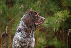 German longhair pointer