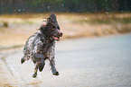 German longhair pointer