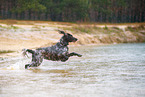 German longhair pointer