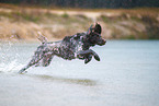 German longhair pointer