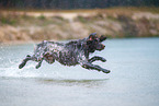 German longhair pointer