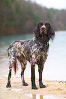 German longhair pointer